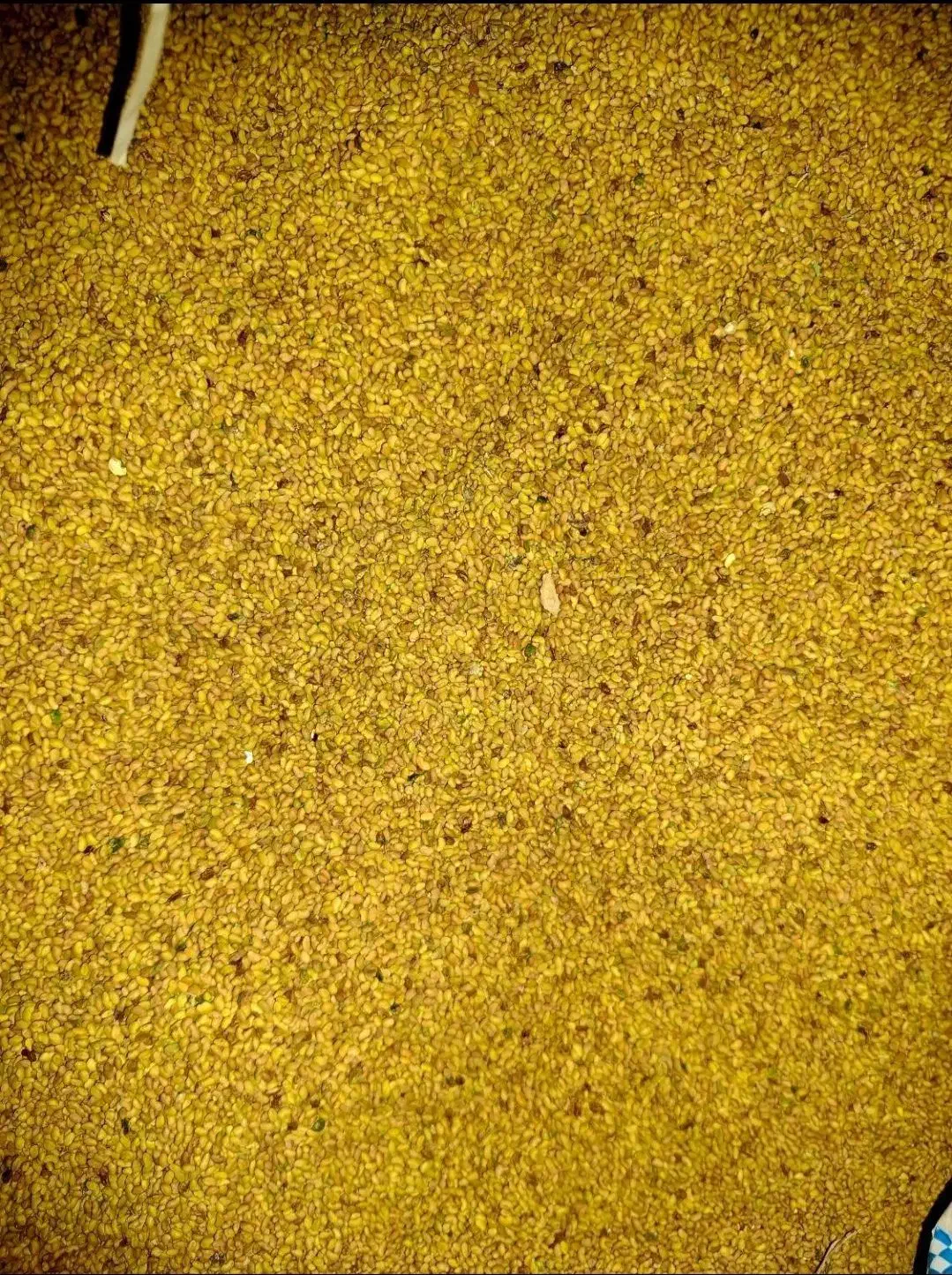 بذر یونجه محلی و وارداتی|خدمات باغبانی و درختکاری|شوشتر, |دیوار