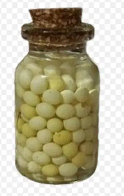 خاویار حلزون|خزنده|کرمانشاه, |دیوار