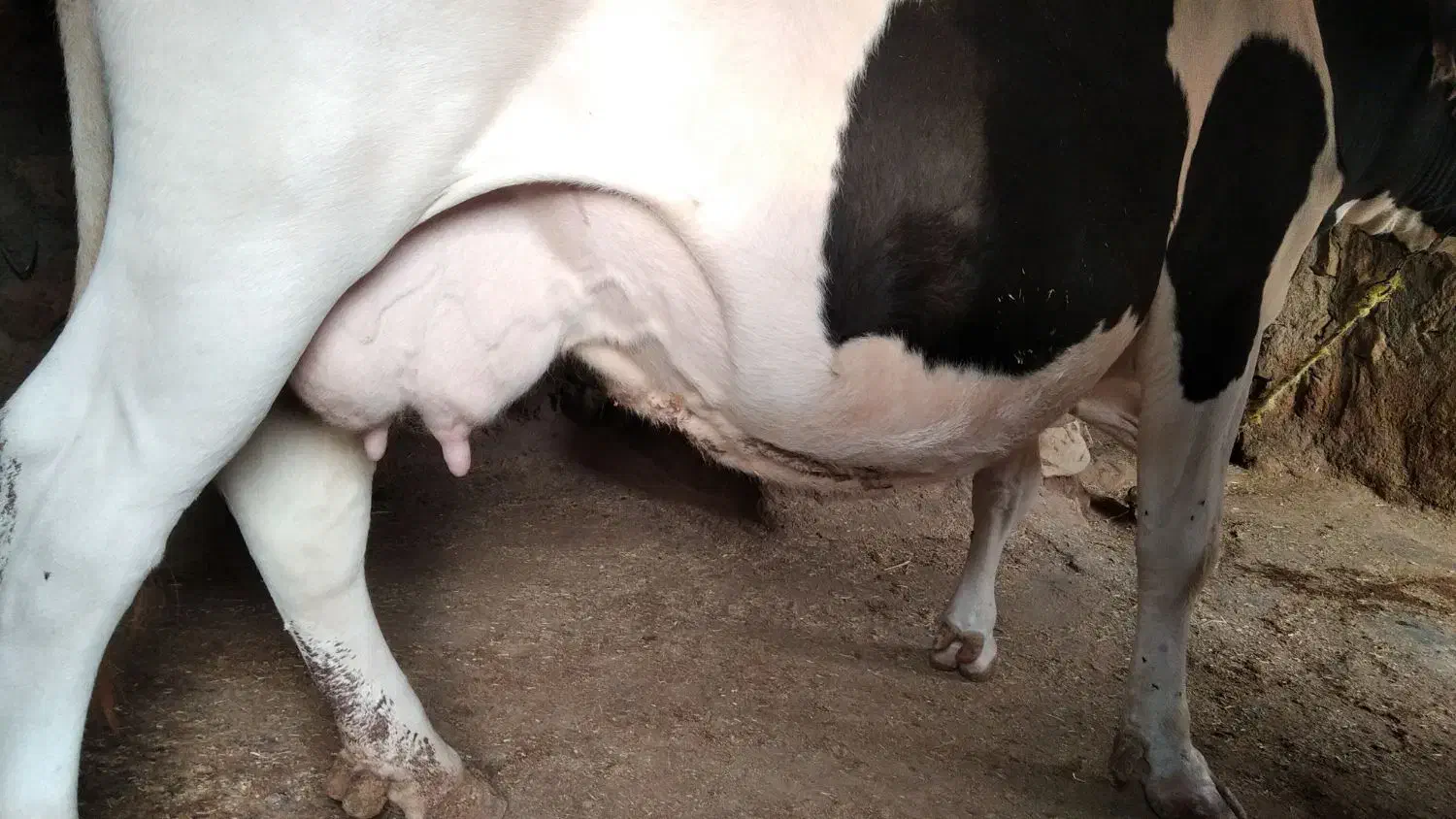 گاو ماده آبستن|حیوانات مزرعه|جزمان, |دیوار