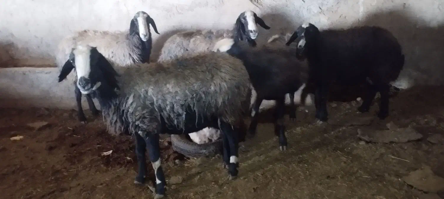 میش شالی|حیوانات مزرعه|قزوین, |دیوار