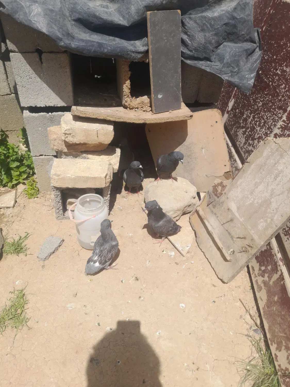 کفتر|پرنده|فلارد, |دیوار