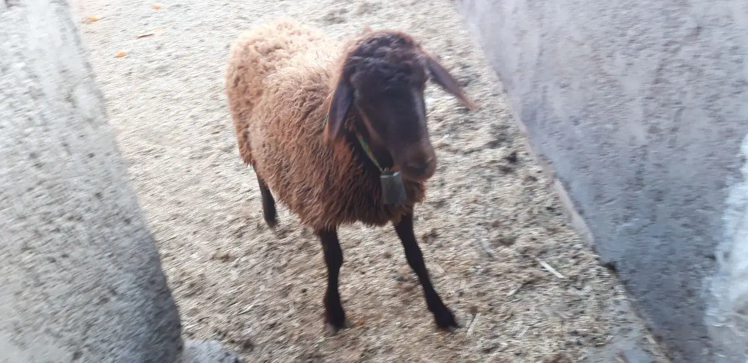 بره ماده|حیوانات مزرعه|شاهین‌شهر, گزبرخوار|دیوار