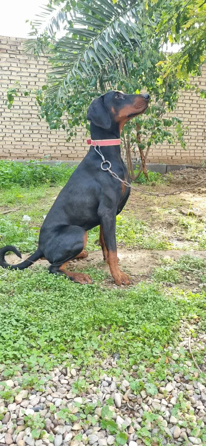 دوبرمن|سگ|اهواز, دانشگاه چمران|دیوار