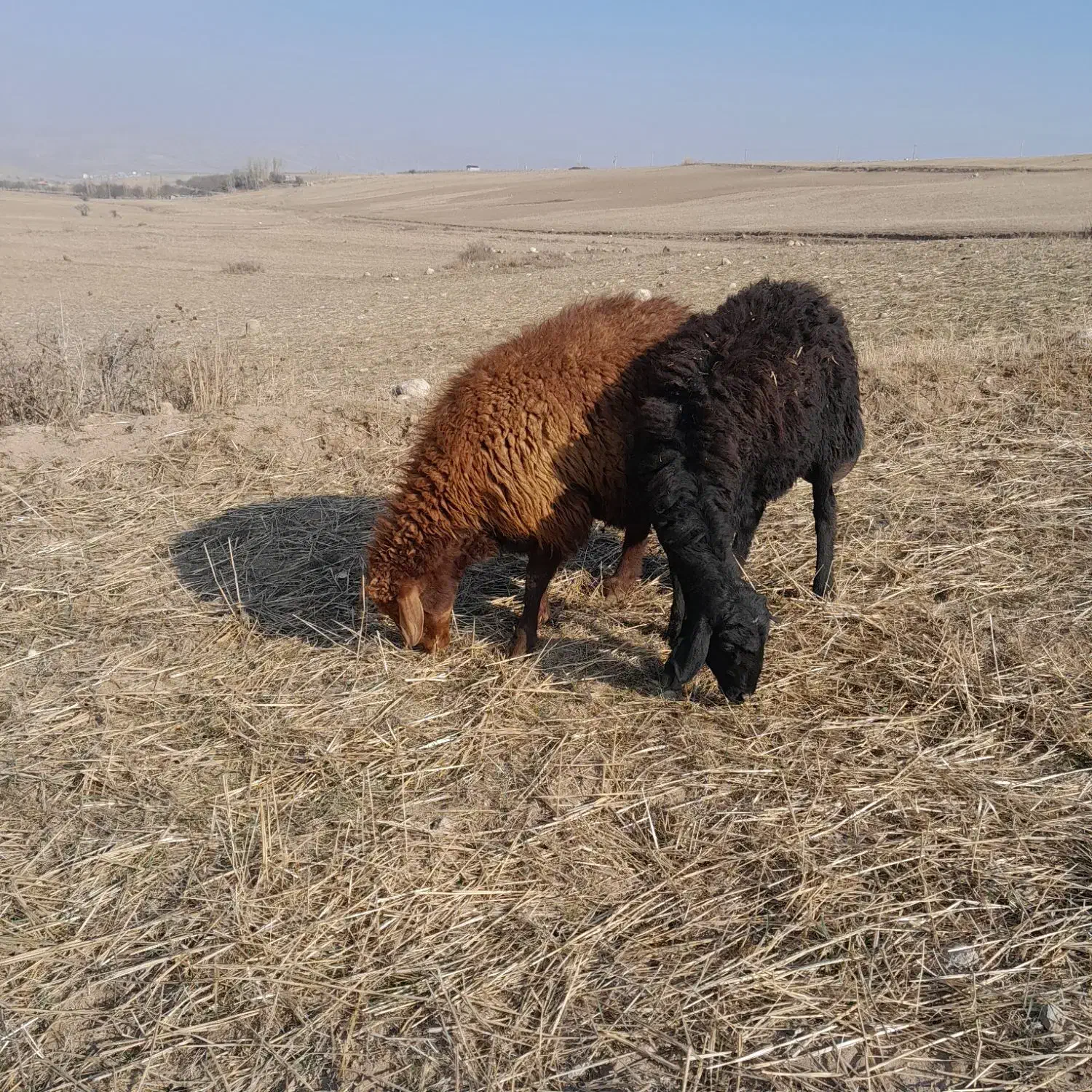 قوچ دامازدغ|حیوانات مزرعه|ثمرین, |دیوار