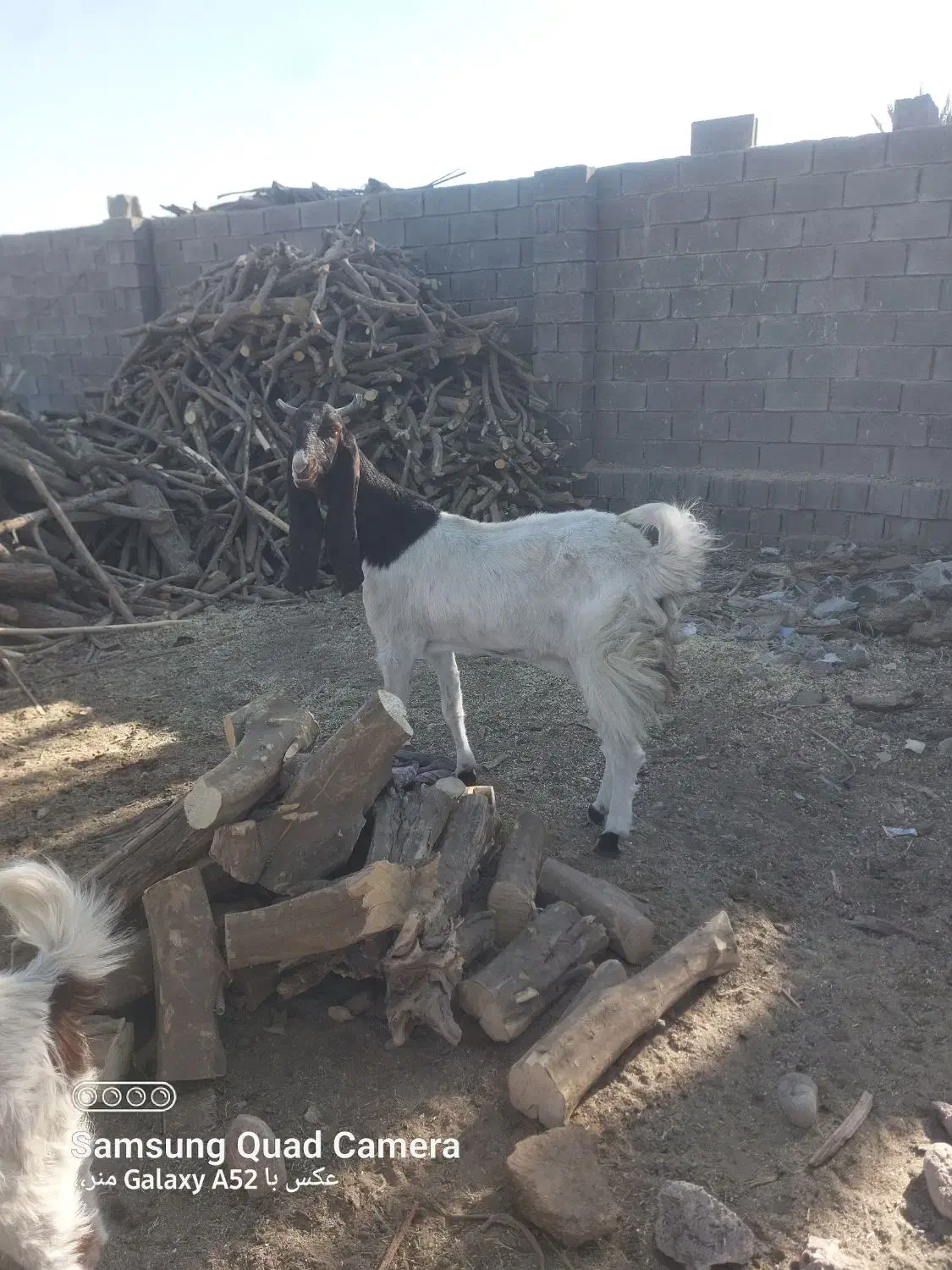 بزپاکستانی|حیوانات مزرعه|جهرم, |دیوار