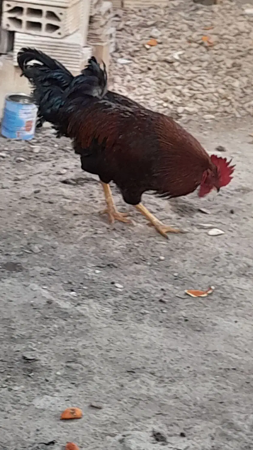 خروس|حیوانات مزرعه|مشهد, کارمندان دوم|دیوار