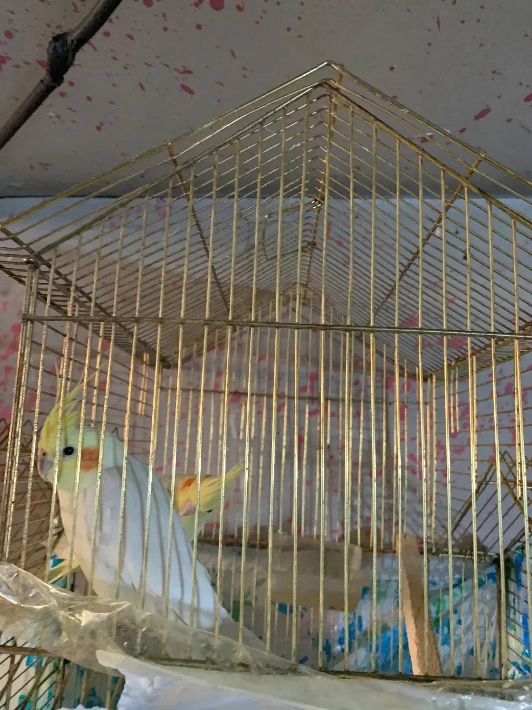 عروس جوان|پرنده|بزینه رود, |دیوار