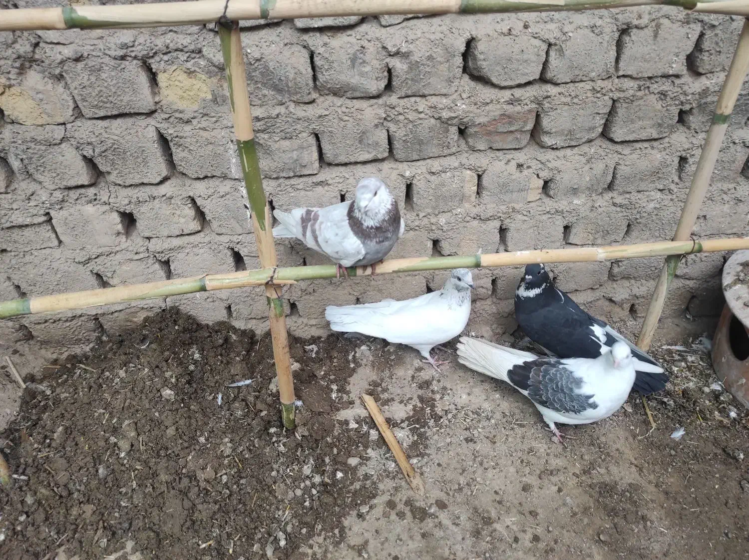 کبوتر|پرنده|ساوه, |دیوار