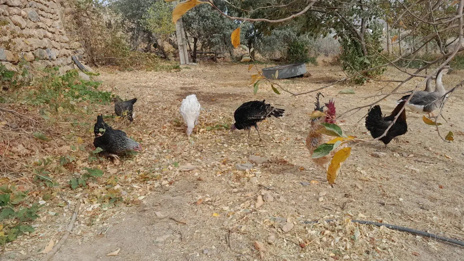 بقلمون با مرغ|حیوانات مزرعه|دیواندره, |دیوار