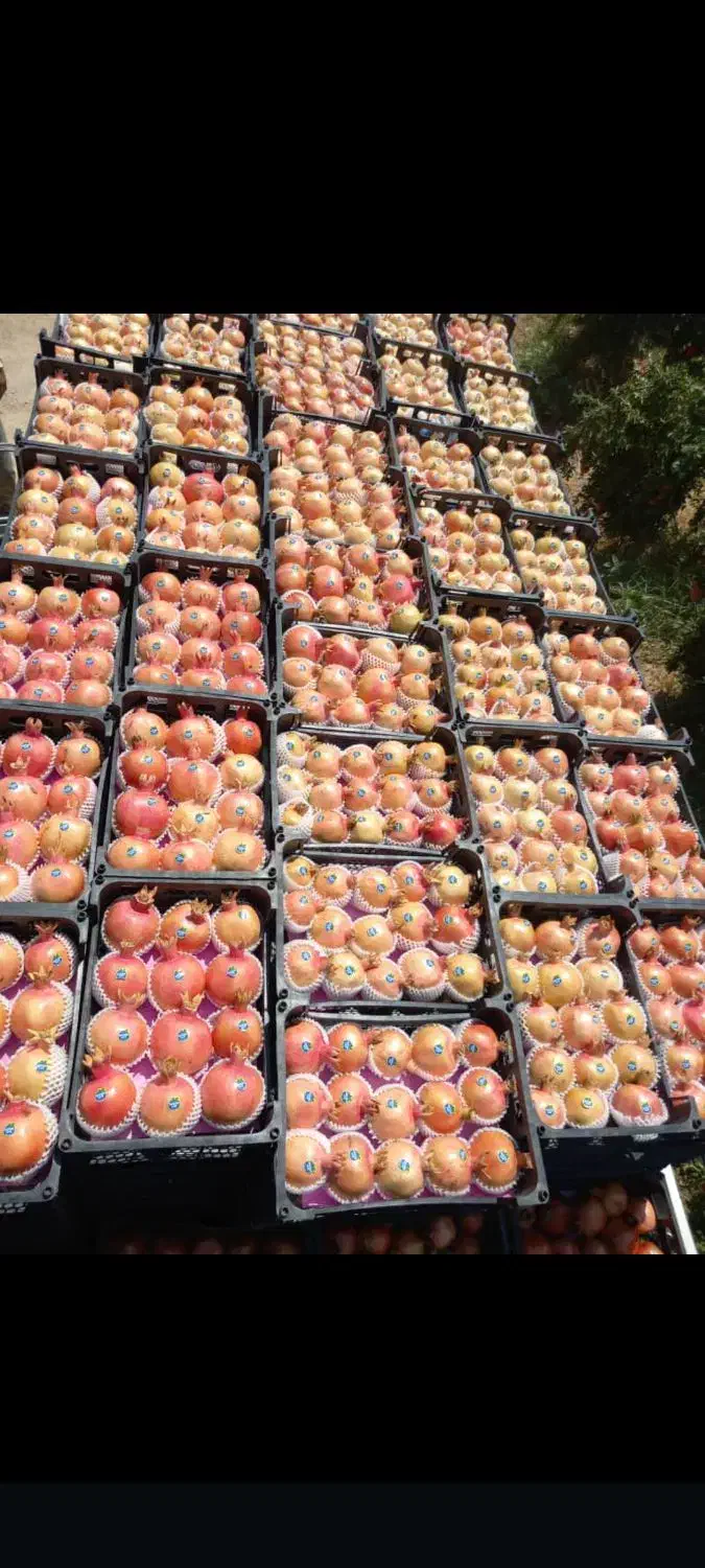 رب انار ،آب انار ،ناردونه سفیدوقرمز کوهمره سرخی|عمدهفروشی|شیراز, محمدیه|دیوار