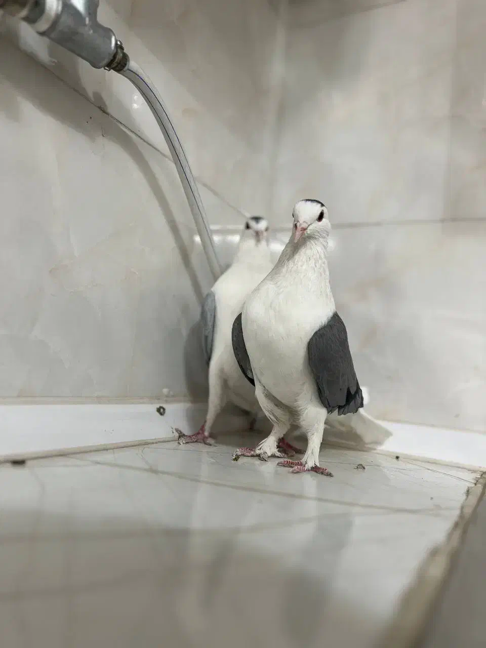 کفتر دمگیر|پرنده|خمینی‌شهر, |دیوار