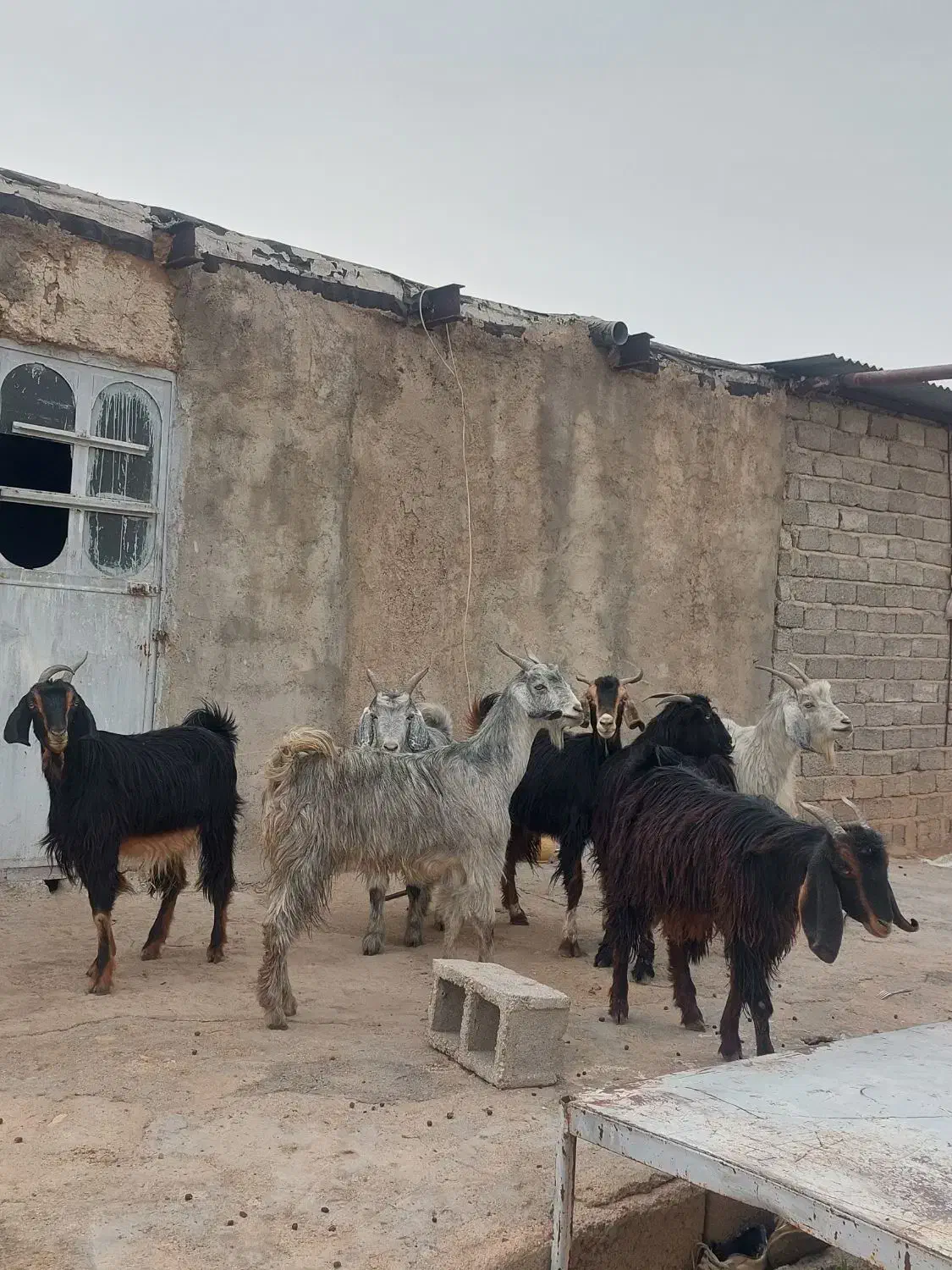 فروش ۷ راس کلر بز جنس/دار آبستن گلون در فیروزاباد|حیوانات مزرعه|فیروزآباد (فارس), |دیوار