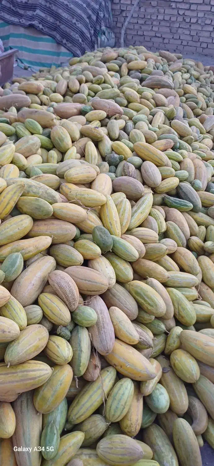 خربزه دامی|خوردنی و آشامیدنی|خوشاب, |دیوار