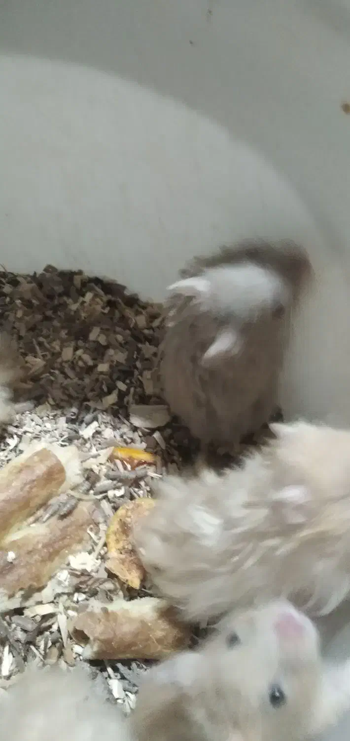 همستر.درحسن.اباد|موش و خرگوش|سنندج, |دیوار