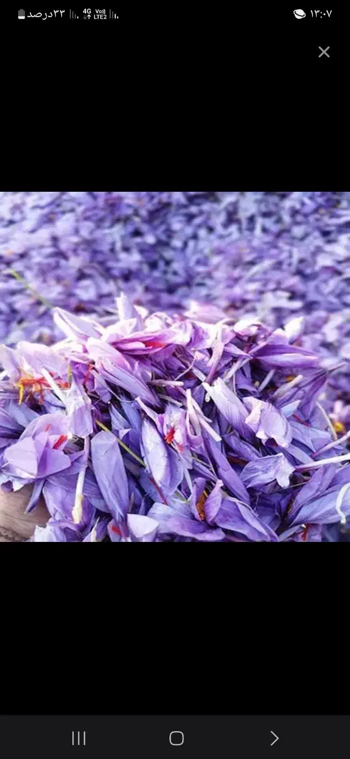 گل زعفران توزیع میکنم|خوردنی و آشامیدنی|تربت‌حیدریه, باغ ملی|دیوار