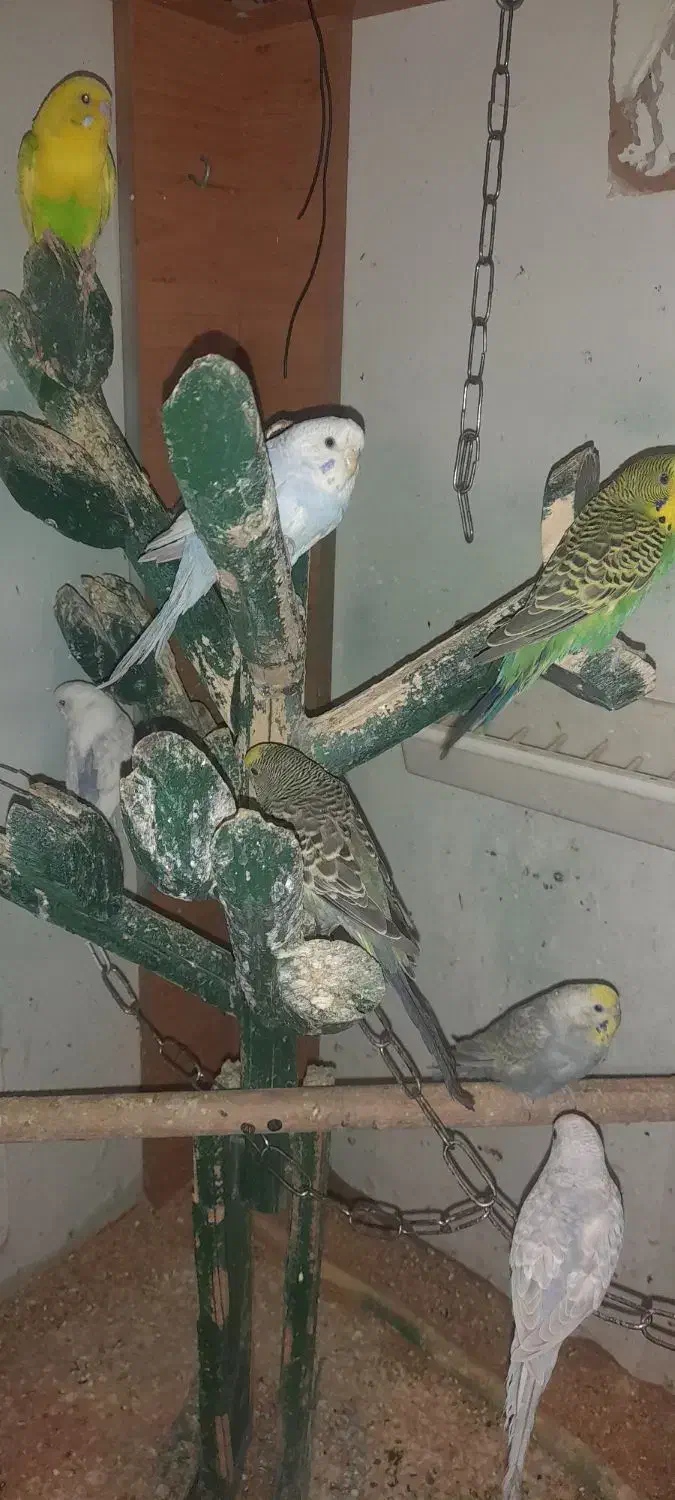 مرغ عشق|پرنده|رباطکریم, رباطکریم|دیوار