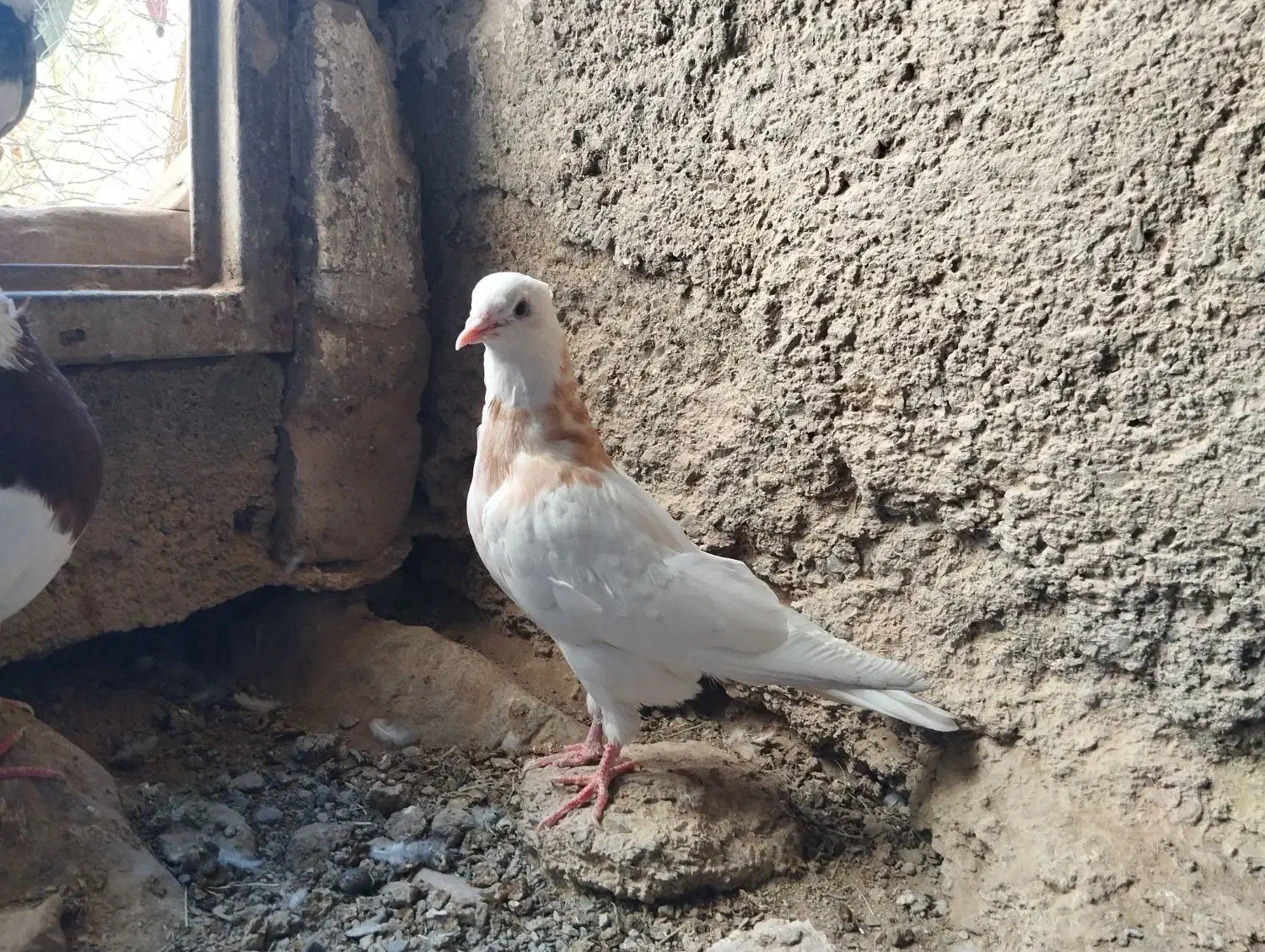 کبوتر طوقی نهبندان|پرنده|نهبندان, |دیوار