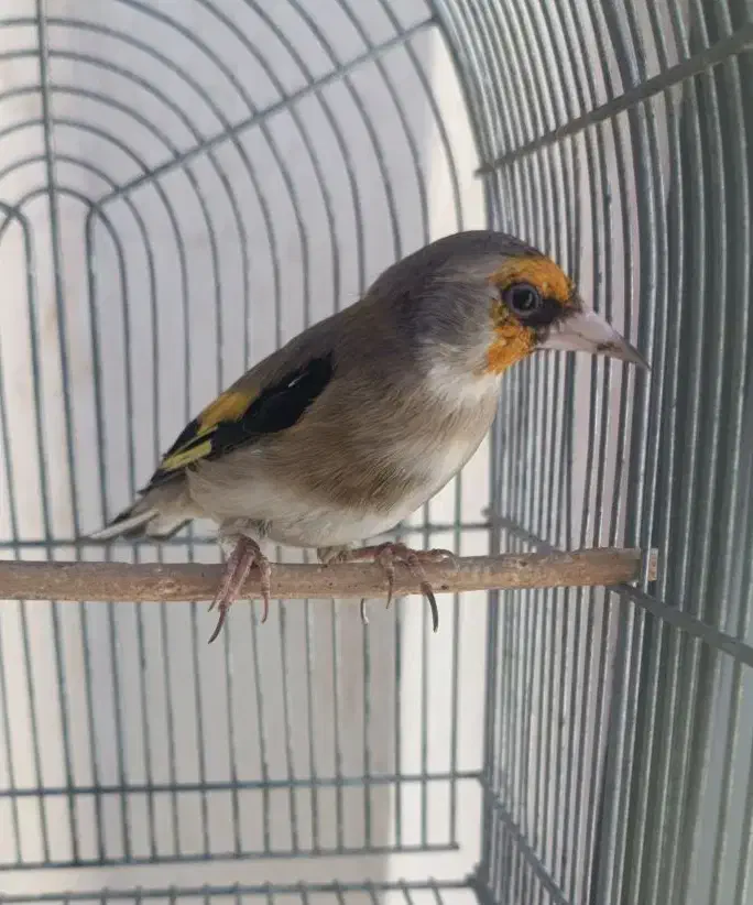 سهره دورگ|پرنده|شیراز, شهرک قمشه|دیوار