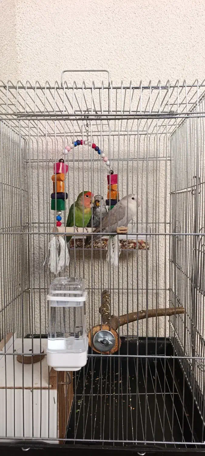 طوطی|پرنده|مهاباد (آذربایجان غربی), |دیوار