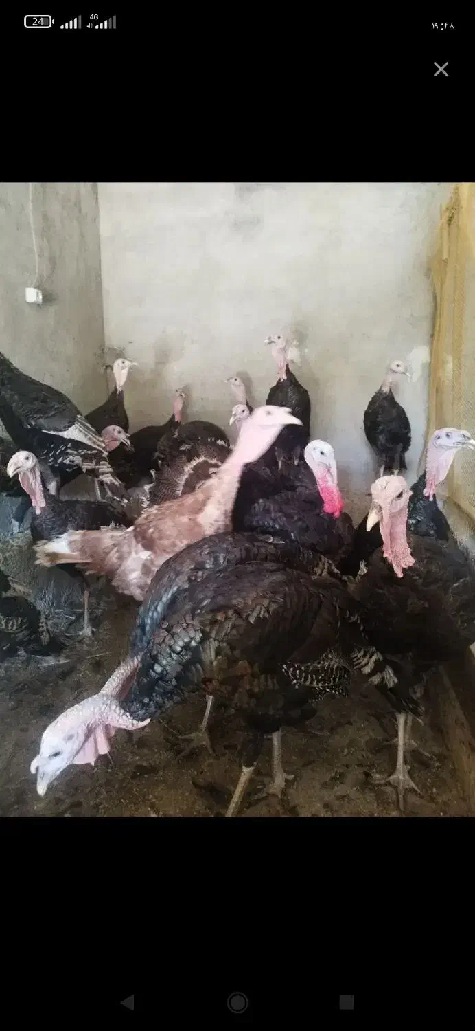 فروش کود مرغی|گل و گیاه طبیعی|کبودرآهنگ, |دیوار