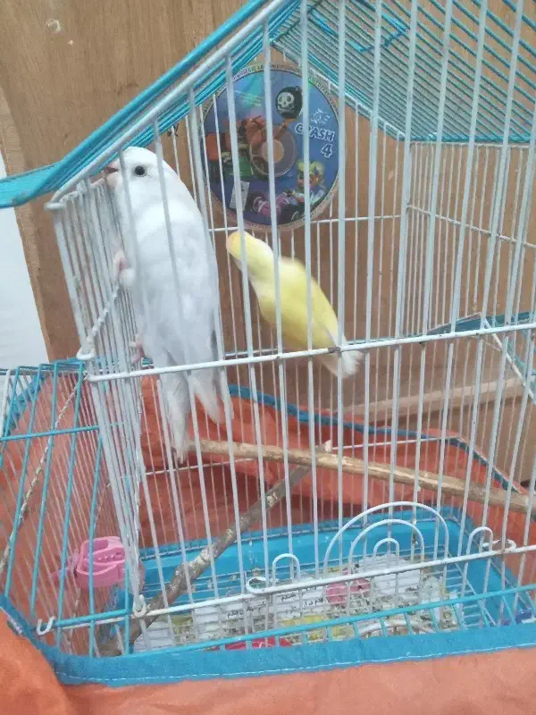 پرنده کوتوله برزیلی|پرنده|رشت, ولکس|دیوار