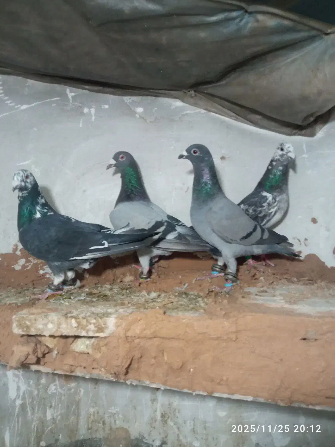 کفتر پرشی ضربه|پرنده|سبزوار, قصبه شرقی|دیوار