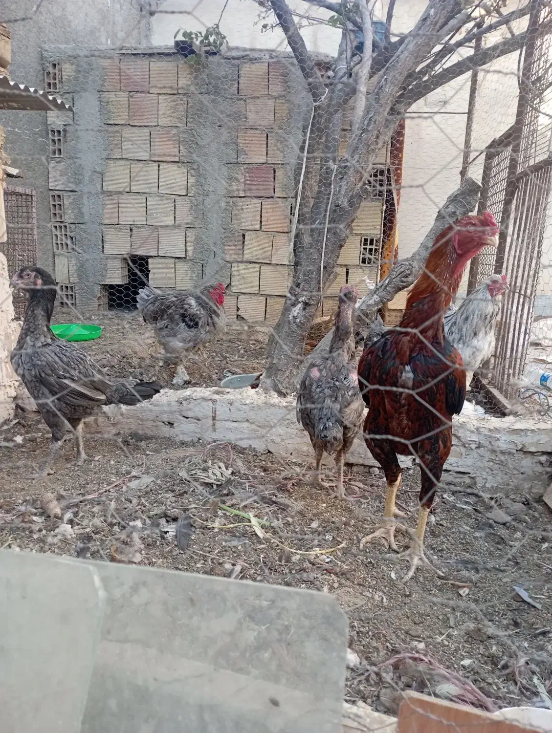 مرغ خروس لاری|حیوانات مزرعه|مشهد, شهرک بهارستان|دیوار