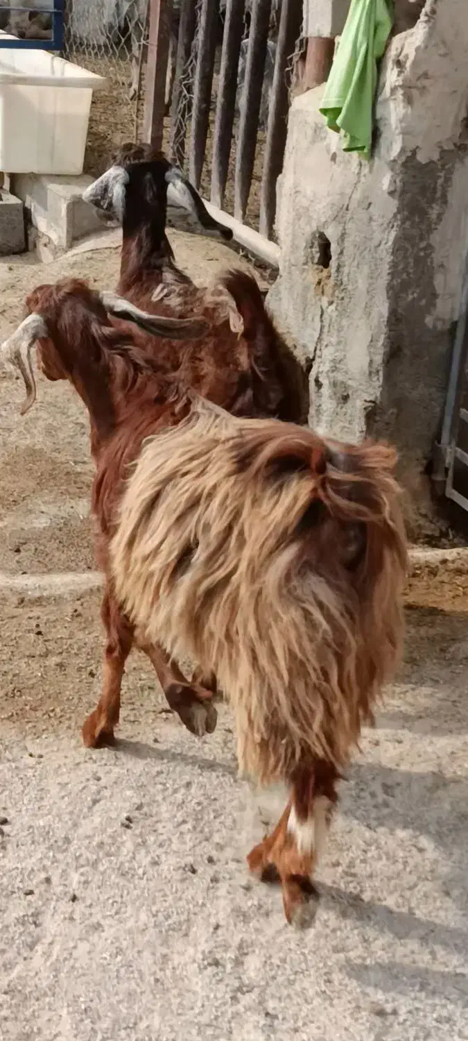 کهره ماده|حیوانات مزرعه|بهبهان, |دیوار