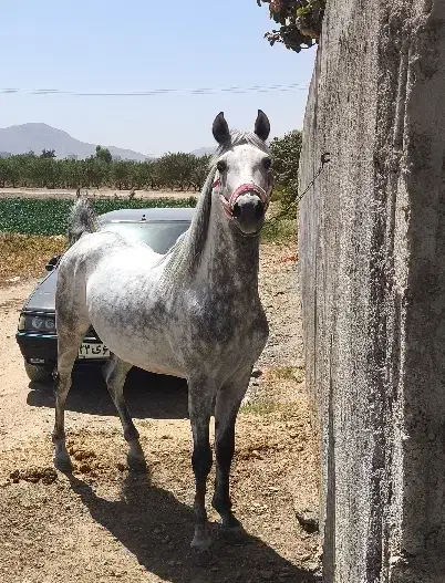 کشش نریون کوردسیلمی کره کامران جهت کشش|اسب و تجهیزات اسب‌سواری|فلاورجان, |دیوار