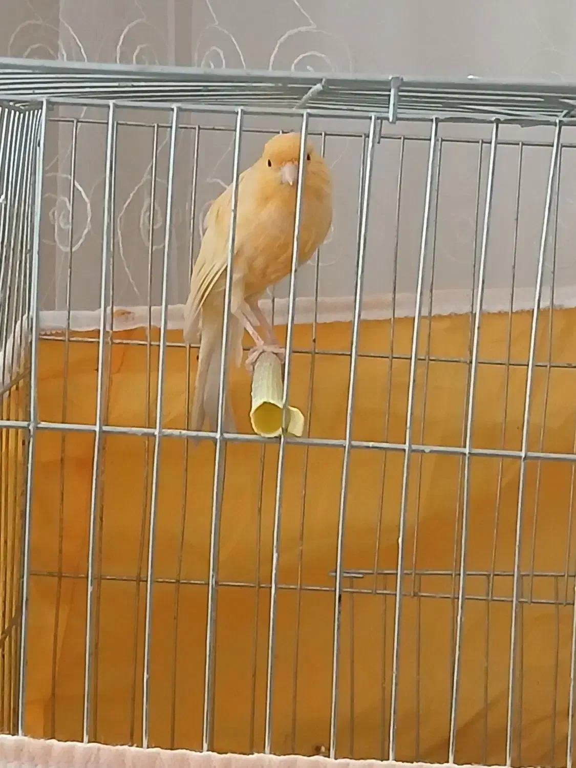 قناری|پرنده|گلپایگان, |دیوار