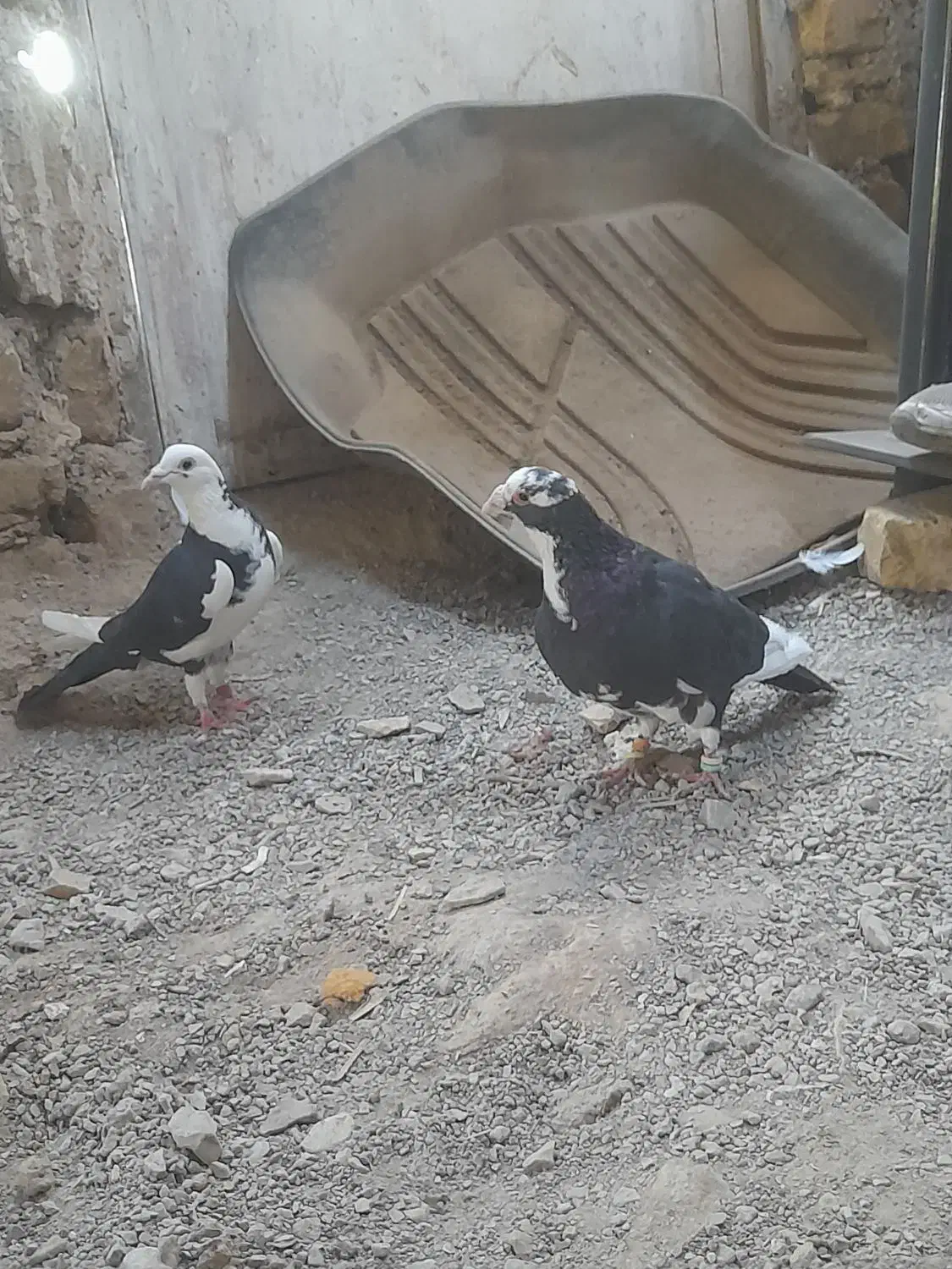 یک جفت مینا سیاه|پرنده|تربتحیدریه, بالا ولایت|دیوار