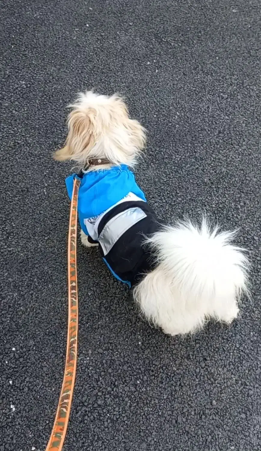 سگ شیتزوتریرفروشی|سگ|لاهیجان, لاشیدان|دیوار