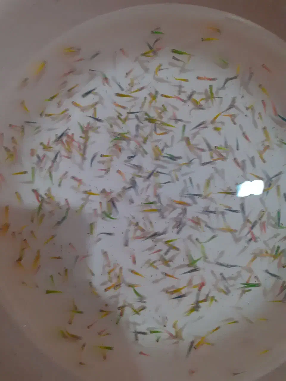 فروش عمده ماهی زبرا انواع سایز و رنگ|ماهی|تهران, آرژانتین|دیوار