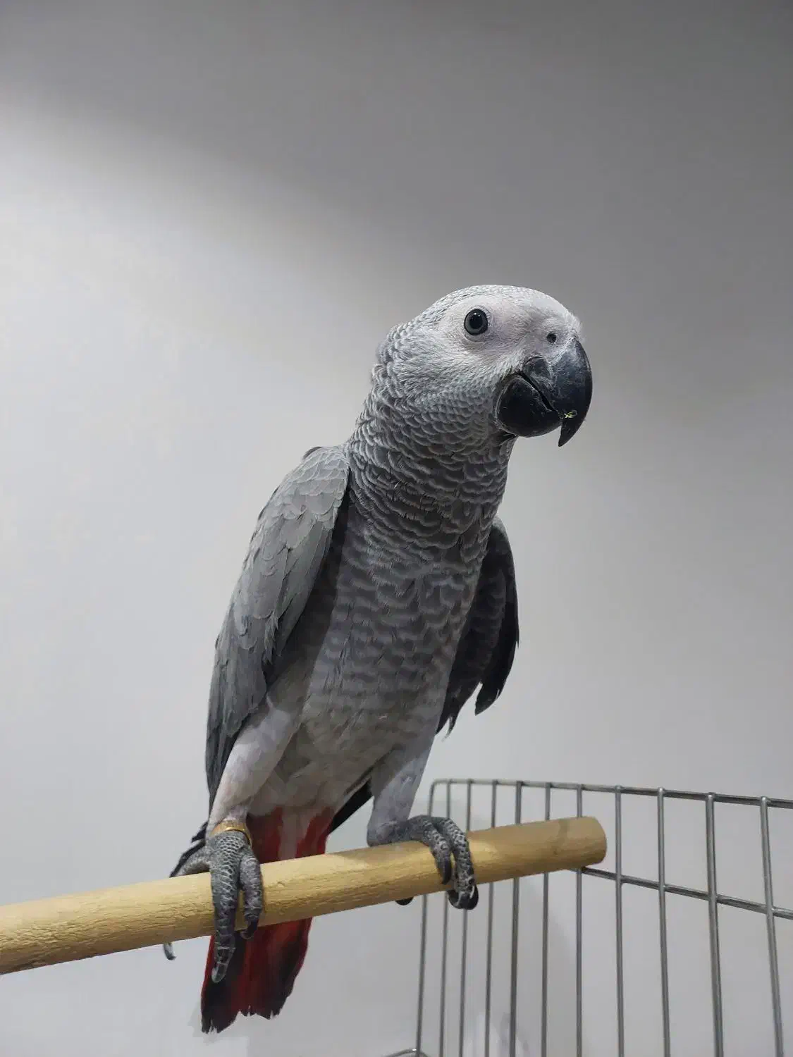 جوجه کاسکو شاه تخم سه ماهه|پرنده|شیراز, نصر|دیوار