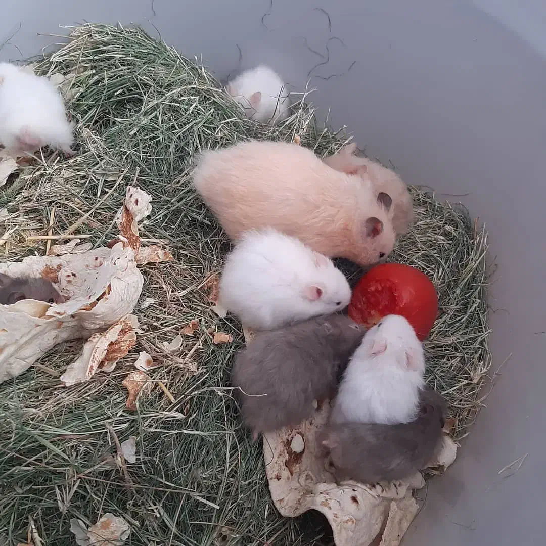 فروش همستر دونه190ارسال هم دارم|موش و خرگوش|دوگنبدان, |دیوار