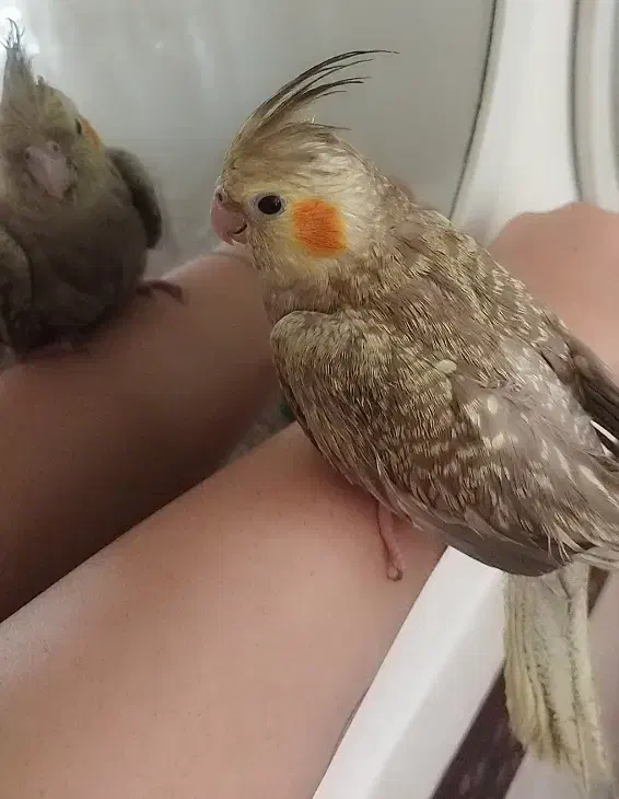 عروس هلندی 6ماهه دانخور|پرنده|قروه, |دیوار