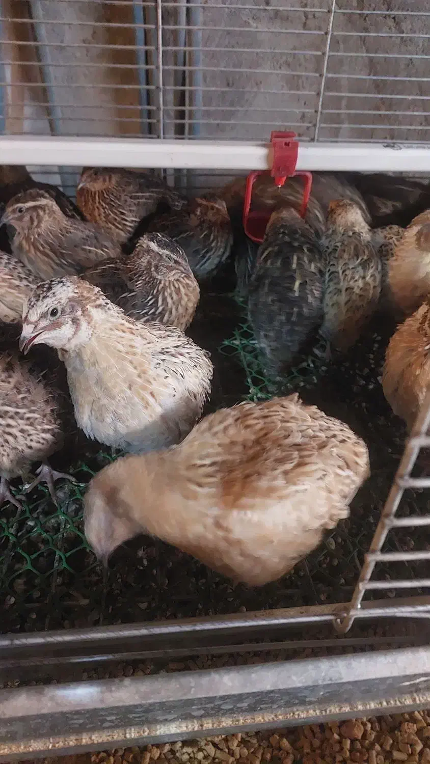 بلدرچین|پرنده|اهواز, کیانپارس |دیوار