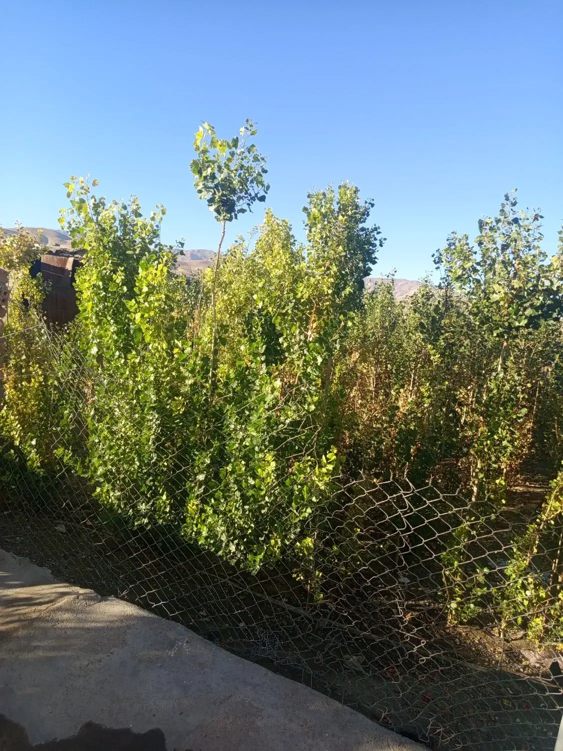 خریدوفروش و هرس کاری|خدمات باغبانی و درختکاری|قلقل رود, |دیوار