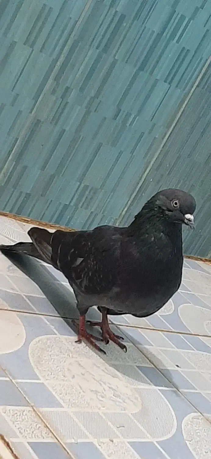 کبوتر فروشی|پرنده|نورآباد, |دیوار