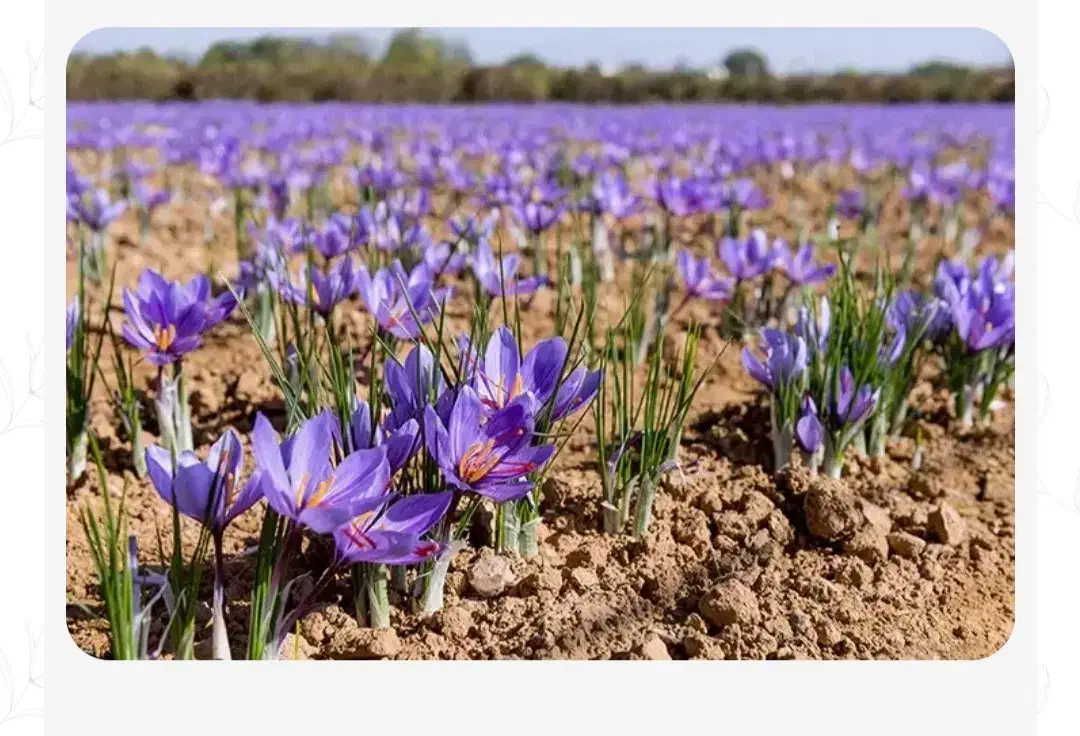 زعفران چین|خدمات باغبانی و درختکاری|فیروزآباد (لرستان), |دیوار