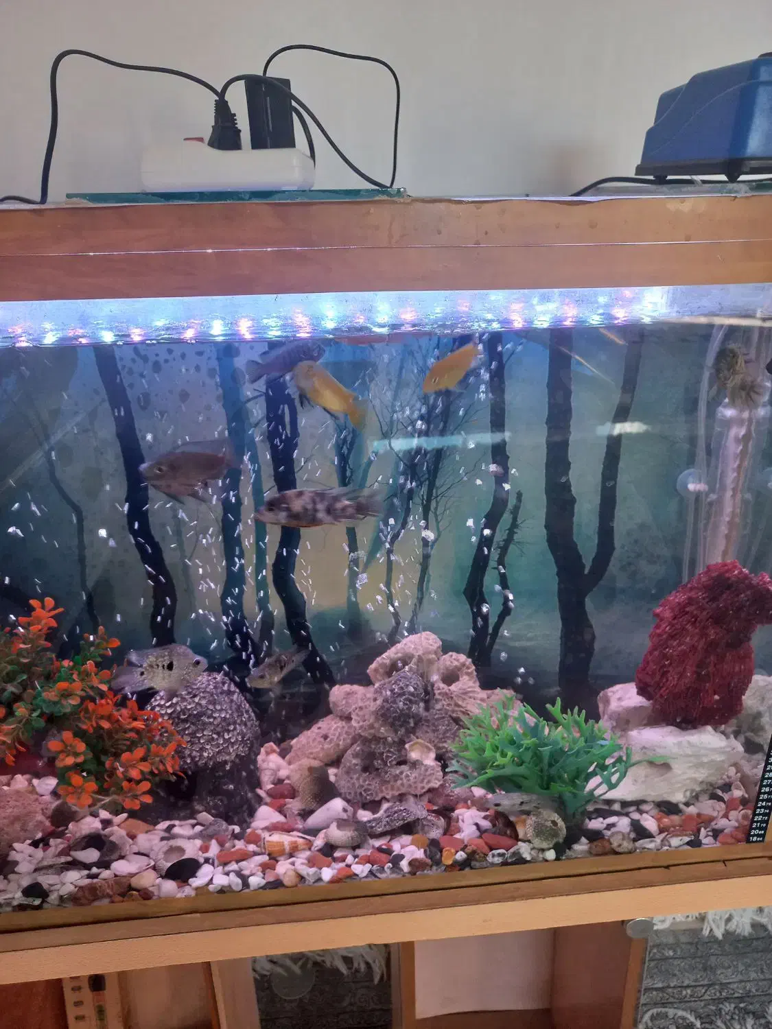 ماهی اکواریوم|ماهی|اسفراین, |دیوار