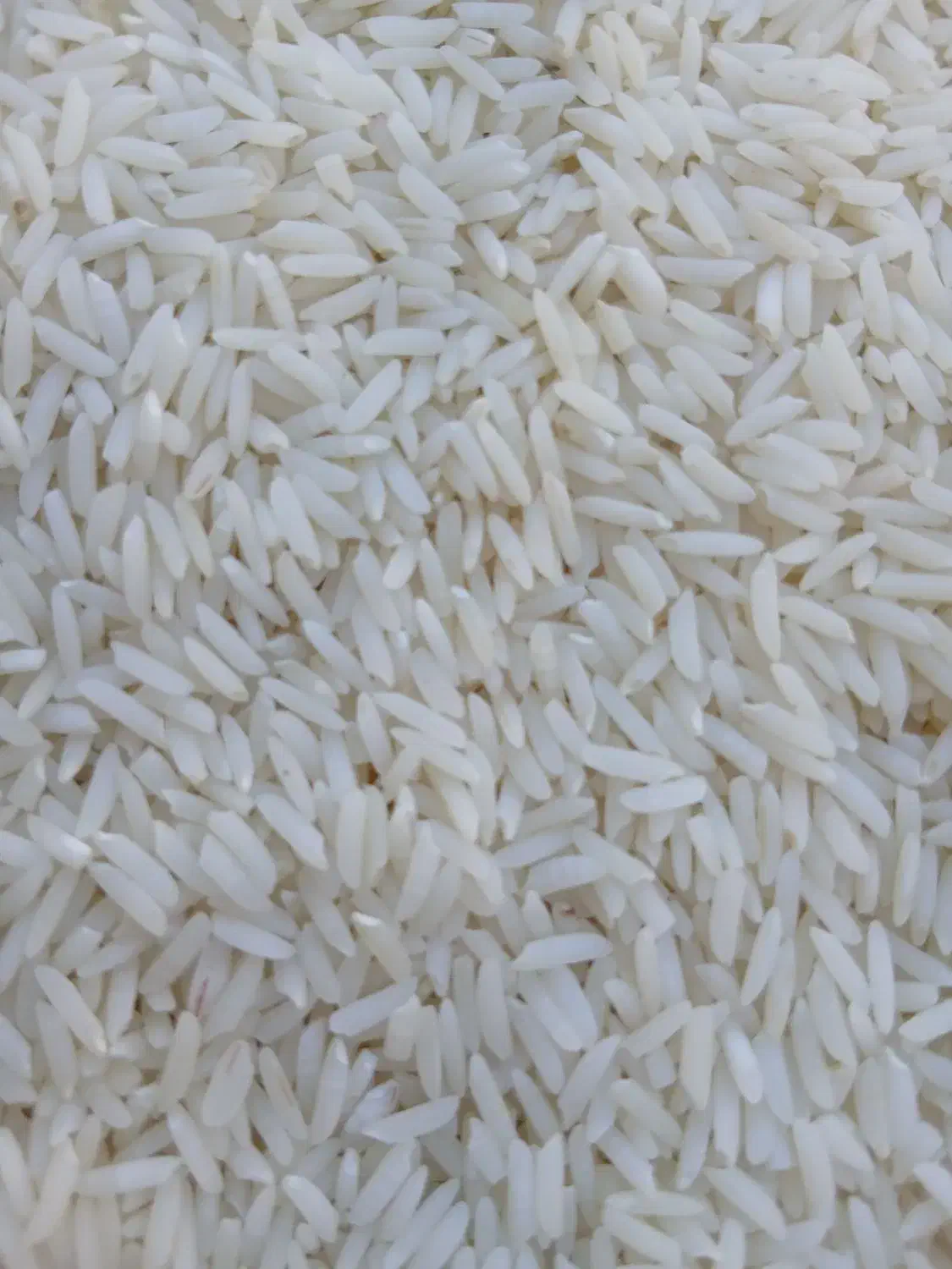 فروش برنج هاشمی مغان|خوردنی و آشامیدنی|پارسآباد, |دیوار