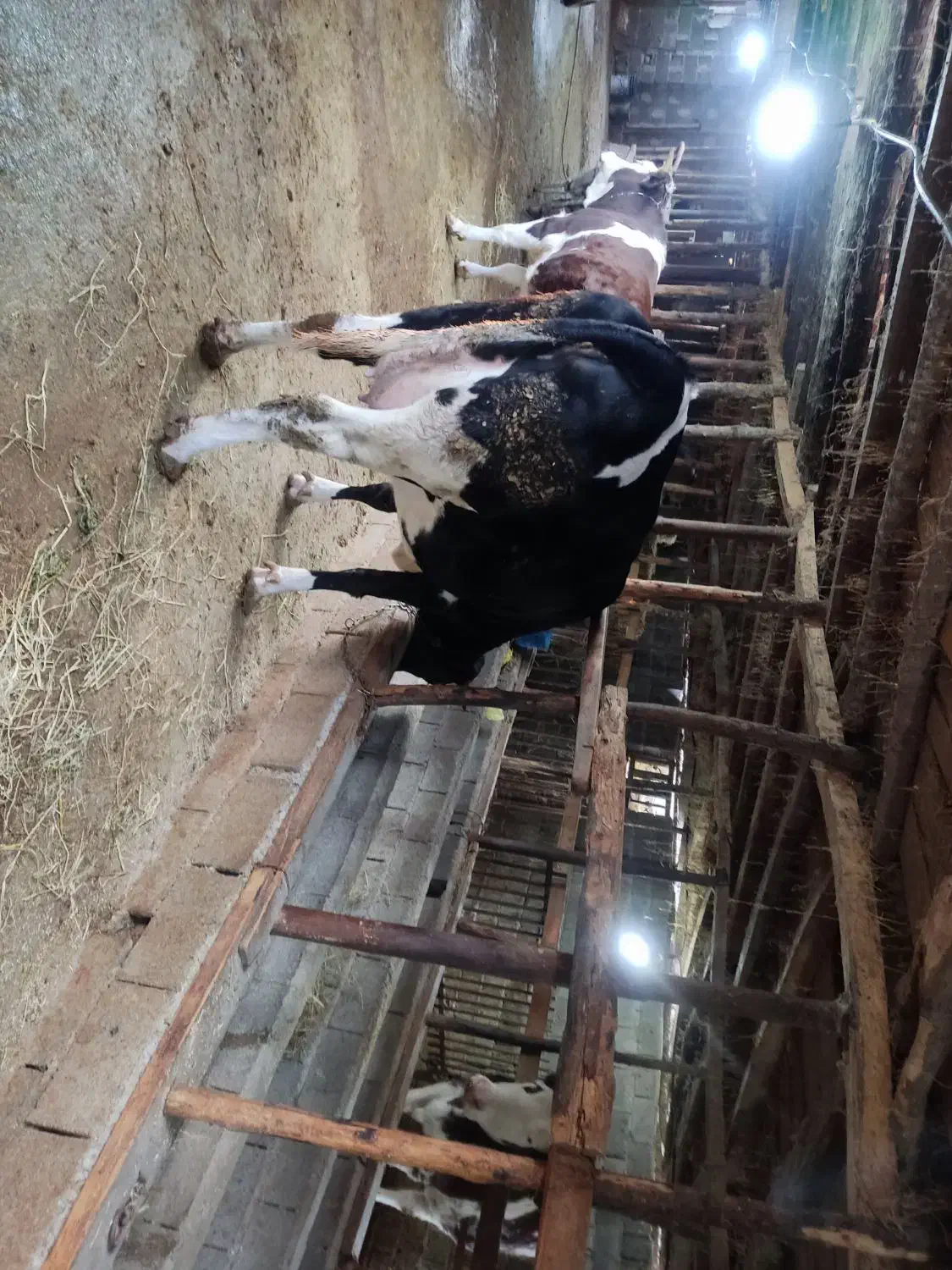 فروش گاو سیمینتال همراه با گوساله|حیوانات مزرعه|زیرآب, |دیوار