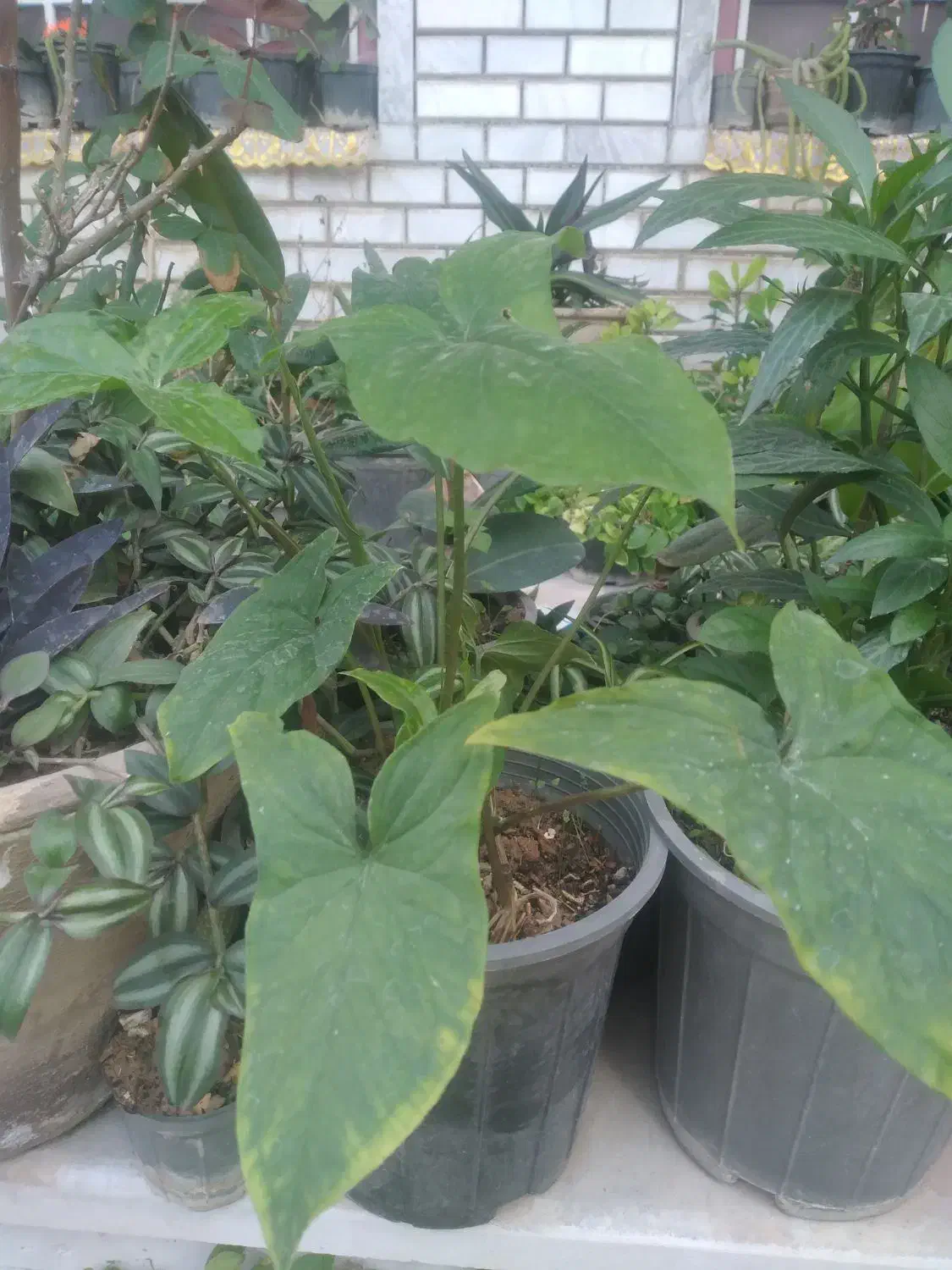 گل مقاوم  با گلدان.. مناسب روز زن.|گل و گیاه طبیعی|دزفول, |دیوار