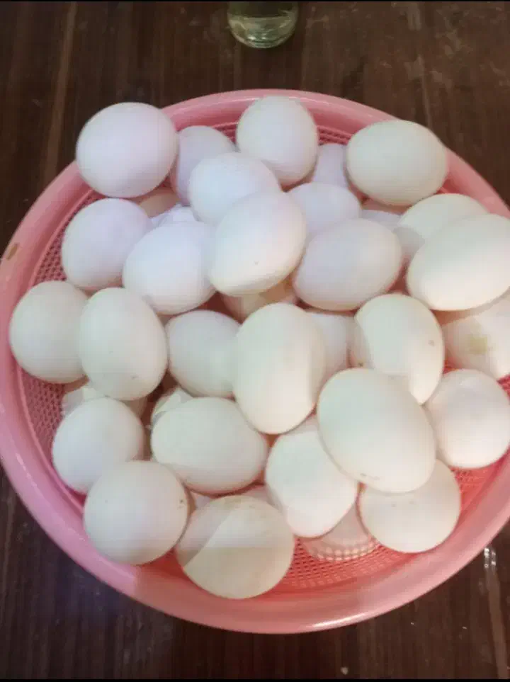 تخمی مرغ|حیوانات مزرعه|نیشابور, مازول|دیوار