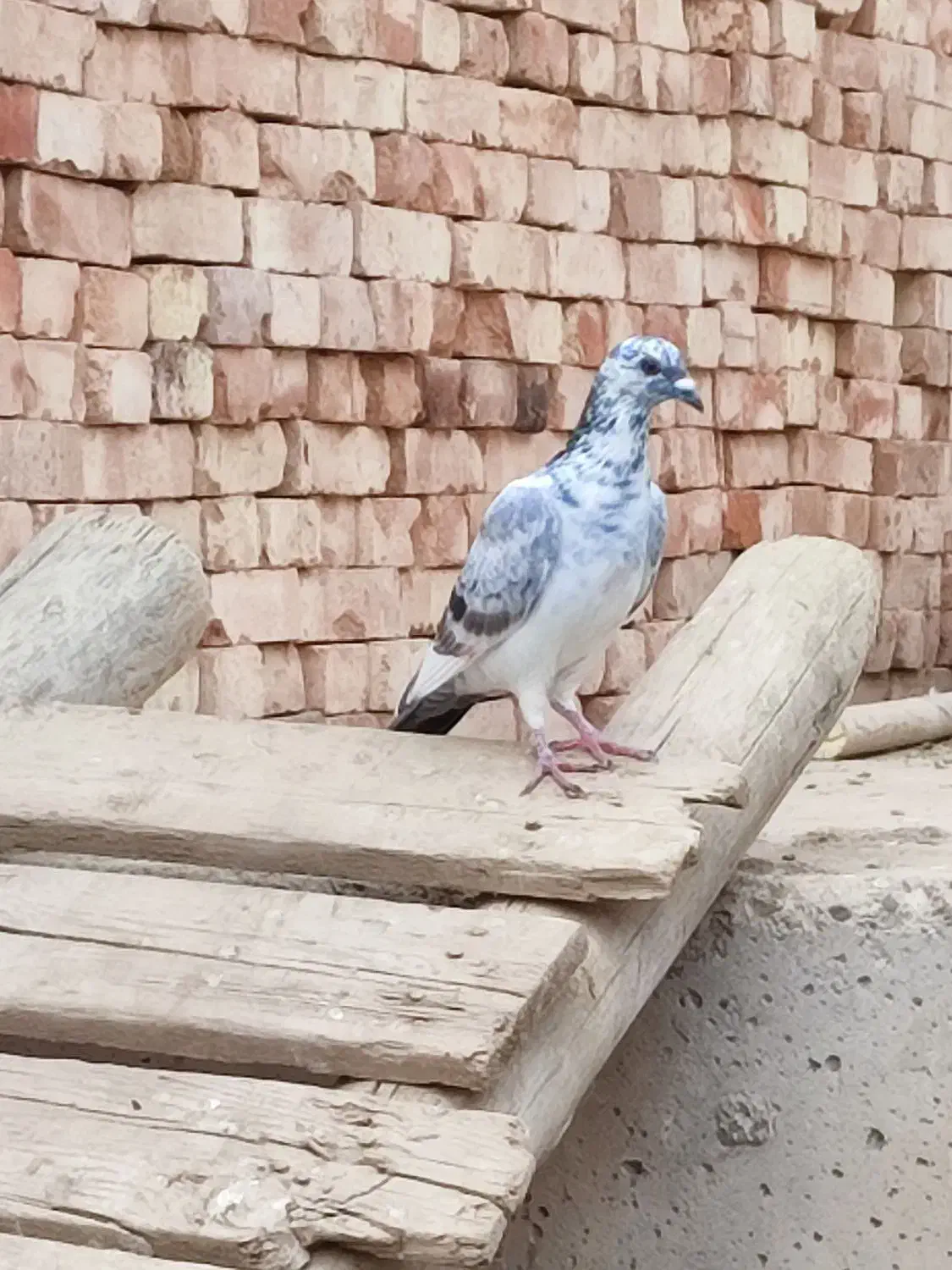 چند عدد کبوتر مسافتی سرحال|پرنده|پارسآباد, |دیوار