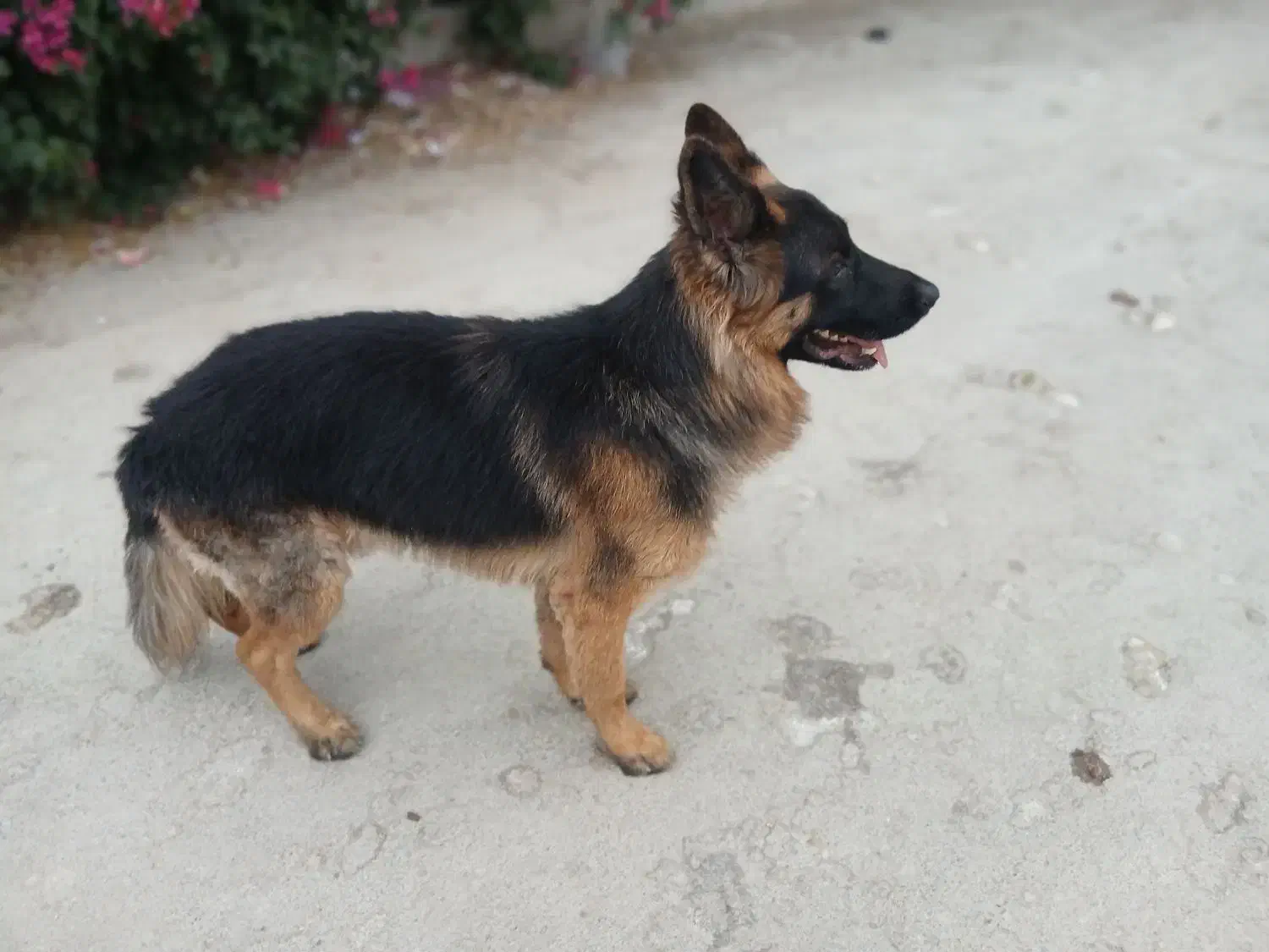 سگ گمشده|سگ|رامهرمز, |دیوار