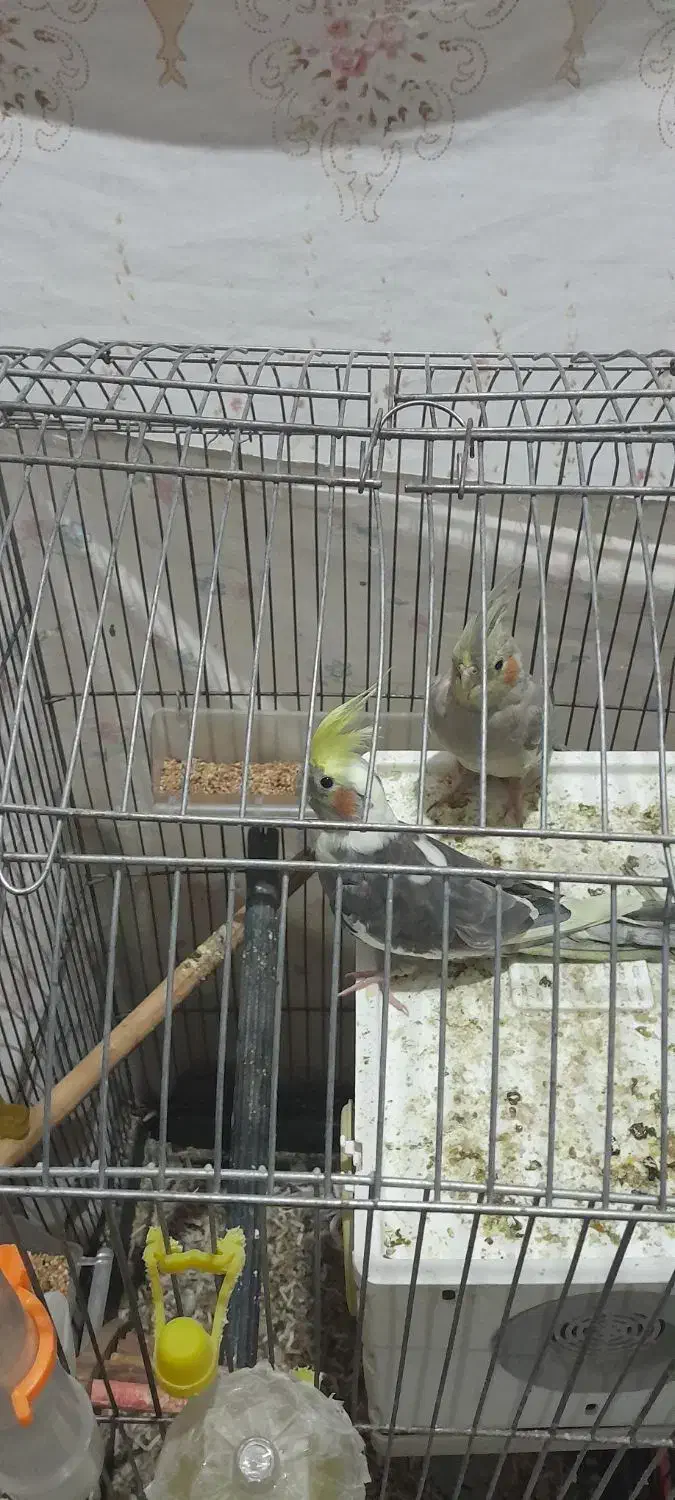 عروس هلندی|پرنده|دورود, |دیوار