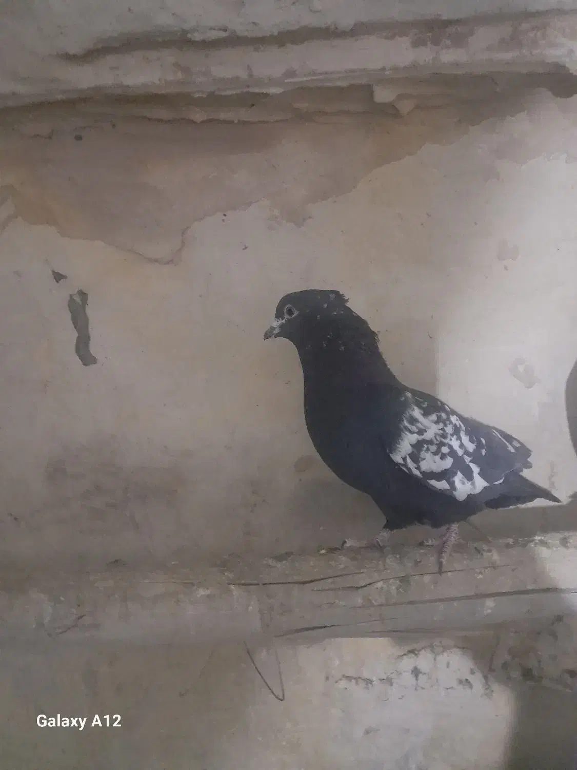 کفتر|پرنده|تبریز, |دیوار