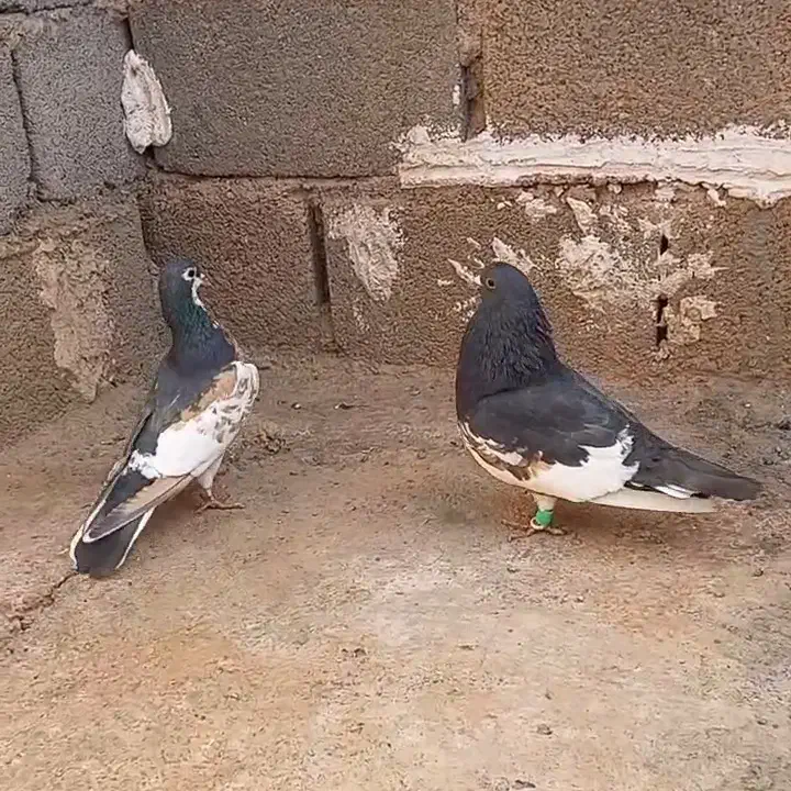 کفتر دو جفت شهری گل زرد شیش دونگ|پرنده|شیراز, تندگویان|دیوار